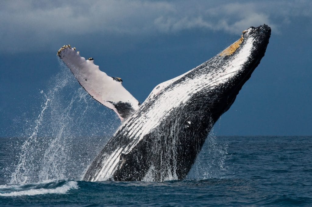 Whale Jumping Out Of Water Things To Do In Dana Point