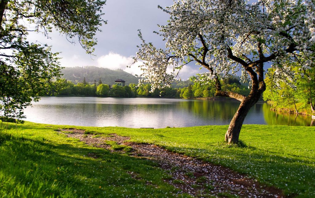 lake with trees and mountains