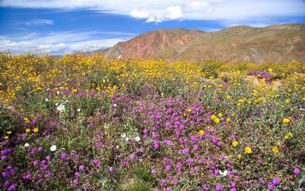 Borrego Springs