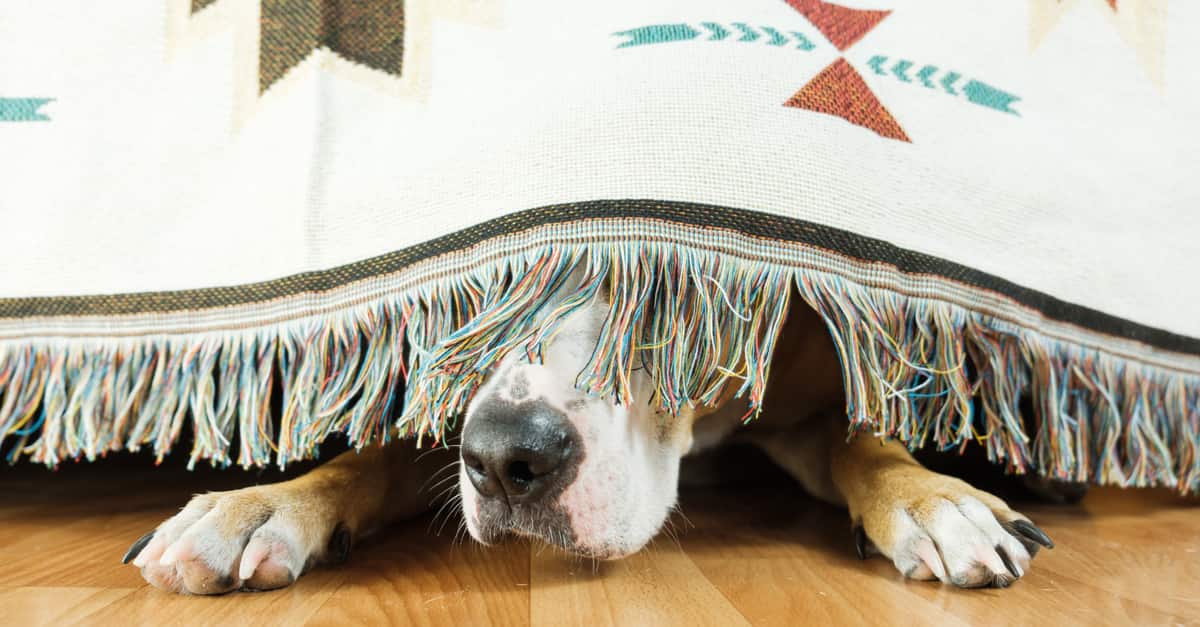 Dog Hiding Under The Sofa And Afraid To Go Out.