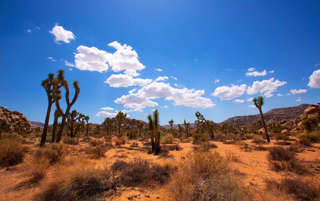 Yucca Valley